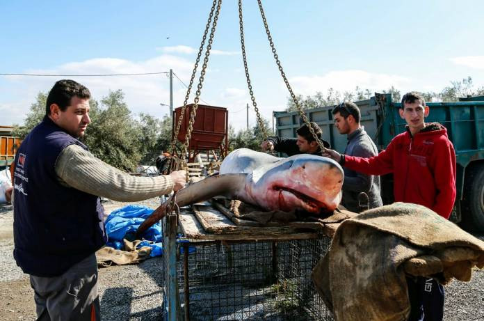 Στα δίχτυα ψαράδων από το Αγρίνιο καρχαρίας 350 κιλών (εικόνες)